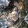 Global Transmigration: Starting with a Tree Hearthhold